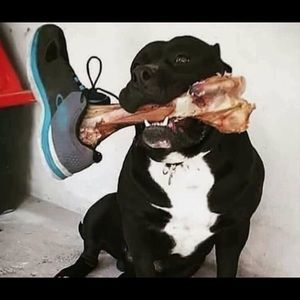 Meet your Posher, Dan